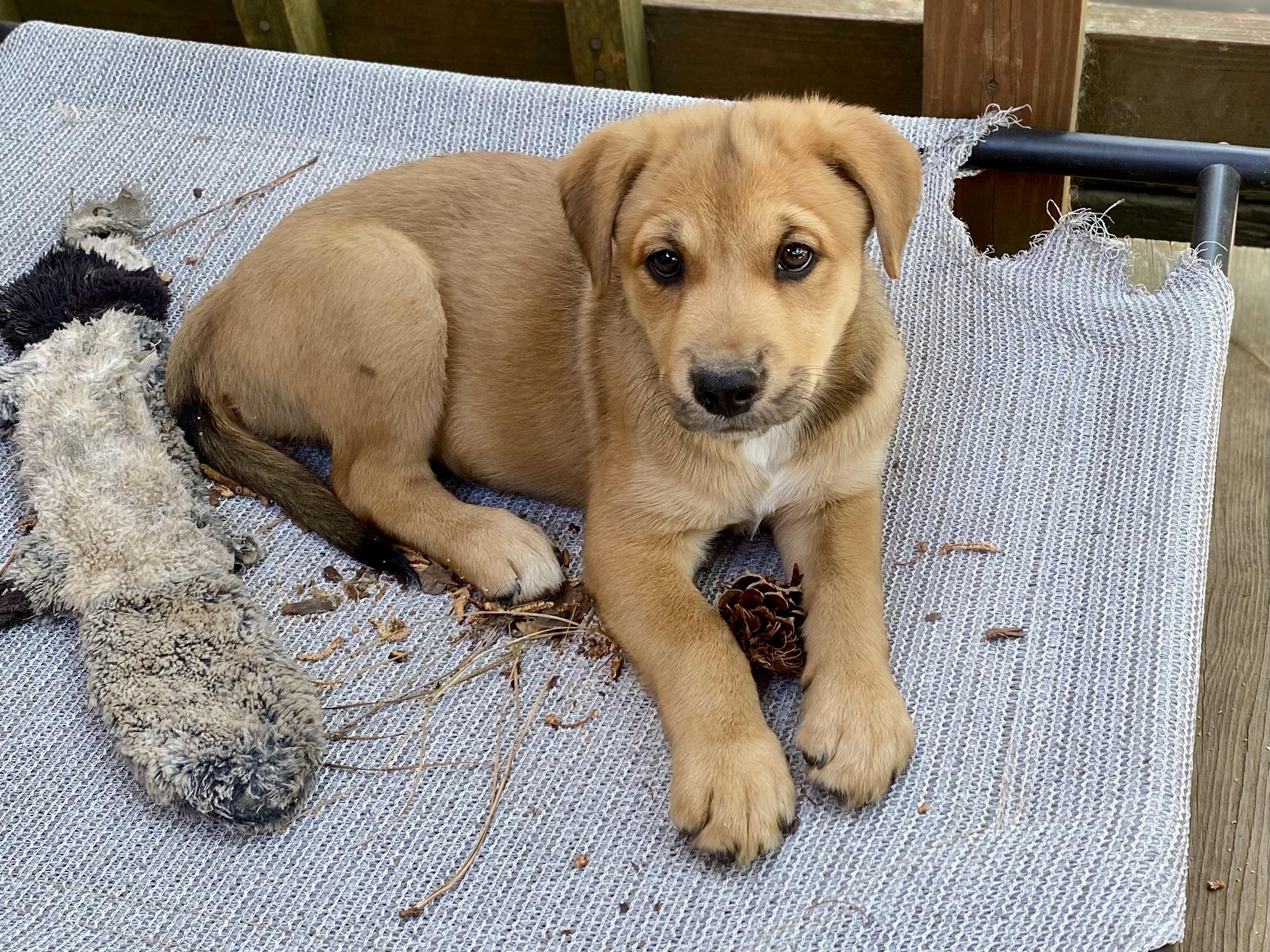 Enlarge Amber Glenn, a Adoptable mixed breed in Aberdeen, NC image 4/6