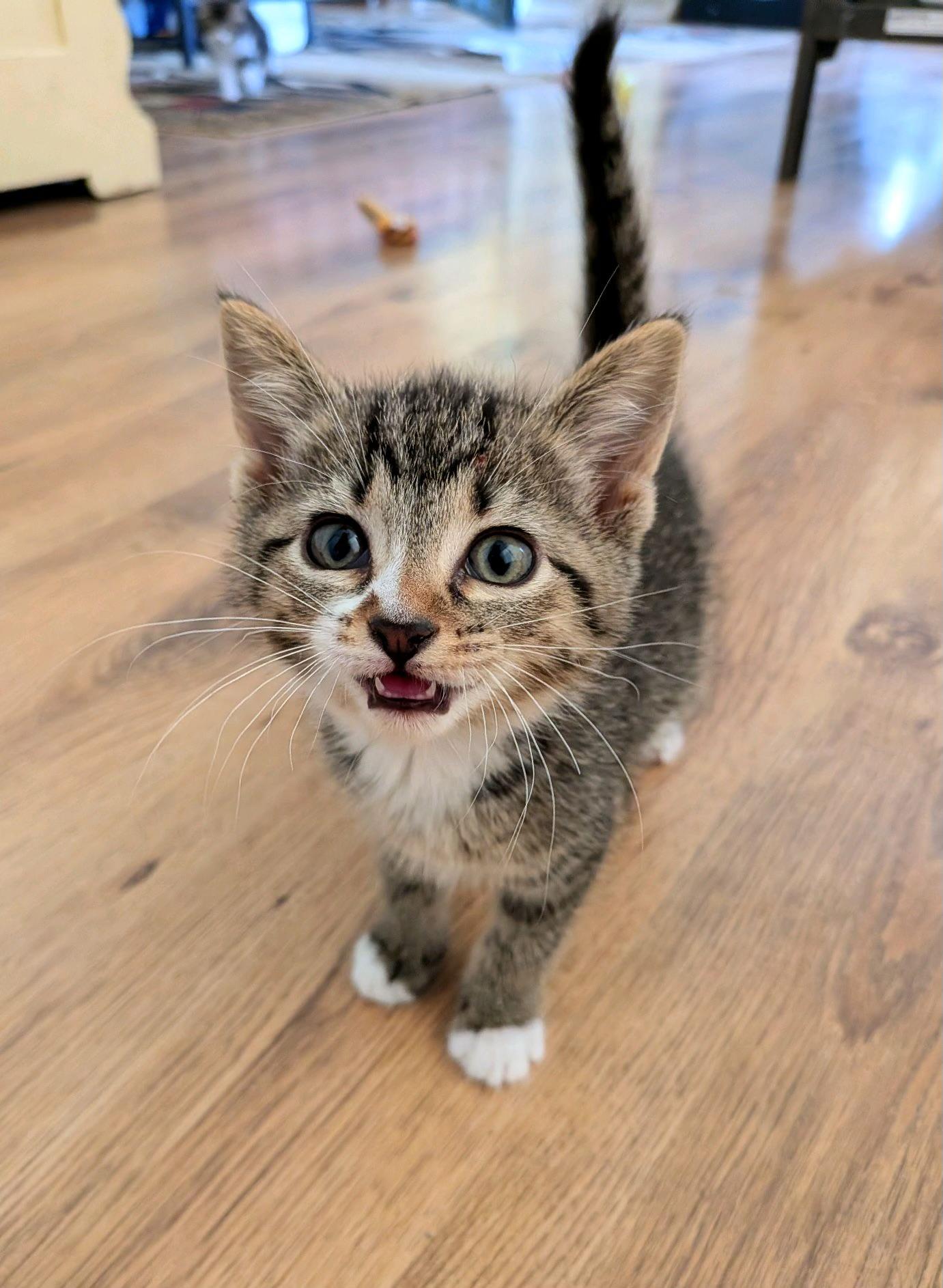 Enlarge Nosie, an adopted Domestic Short Hair in Murfreesboro, TN image 1/3