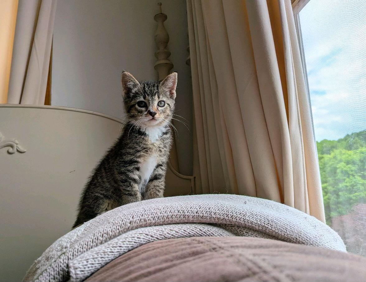 Enlarge Nosie, an adopted Domestic Short Hair in Murfreesboro, TN image 2/3