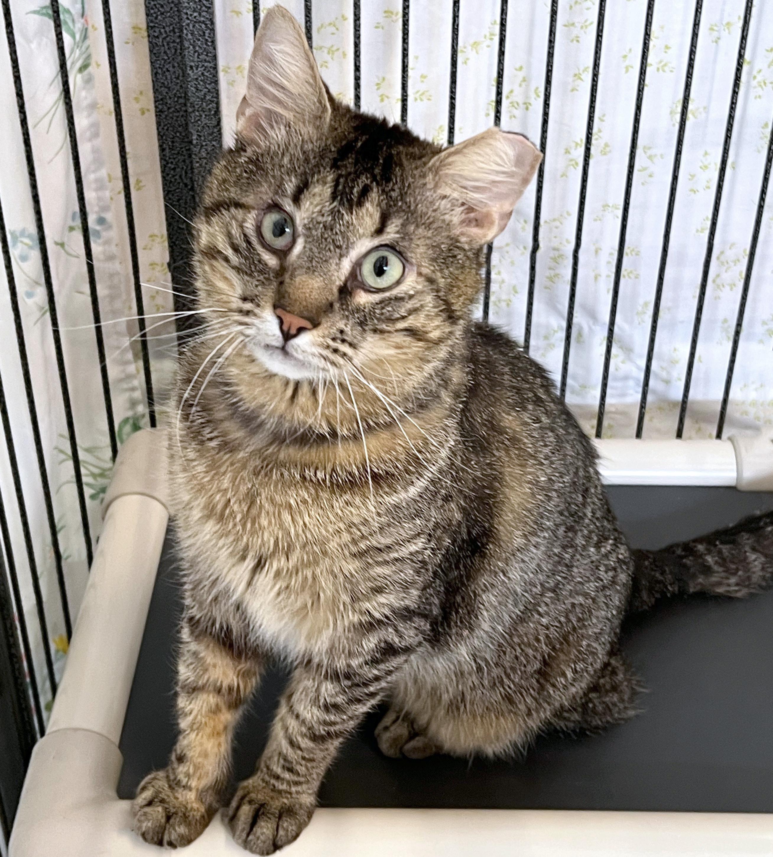 Doc Holliday , adopted, Adult Male Domestic Short Hair.