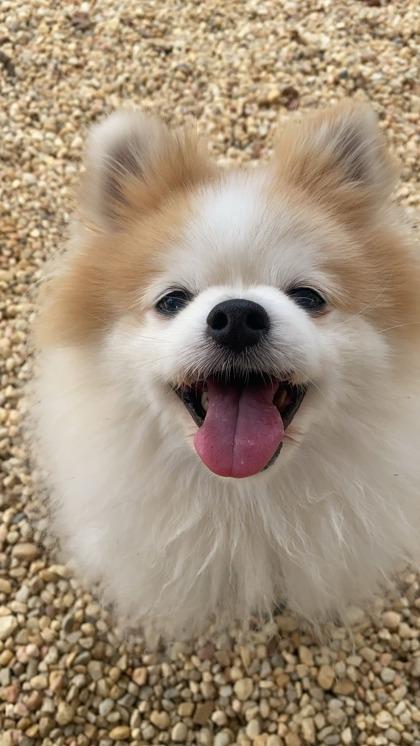 Nigel `A PRIORITY PET` — thumbnail 2