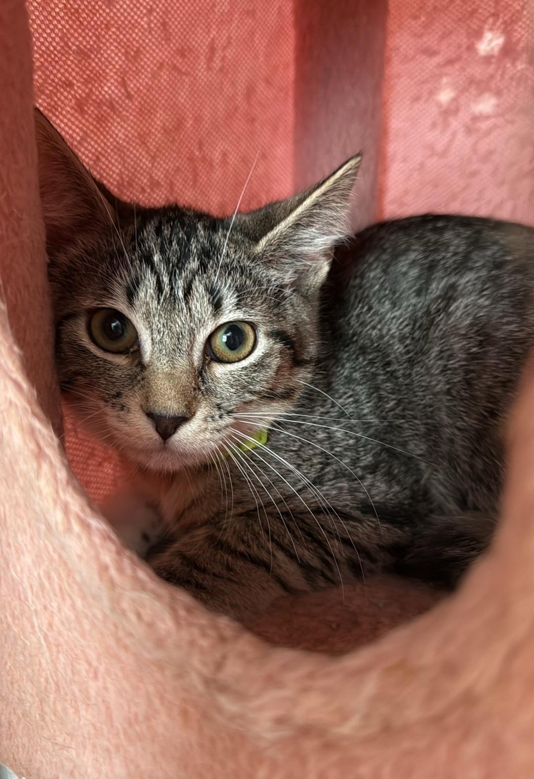 Enlarge Firefly, a Adoptable Domestic Short Hair in Fort Oglethorpe, GA image 2/2