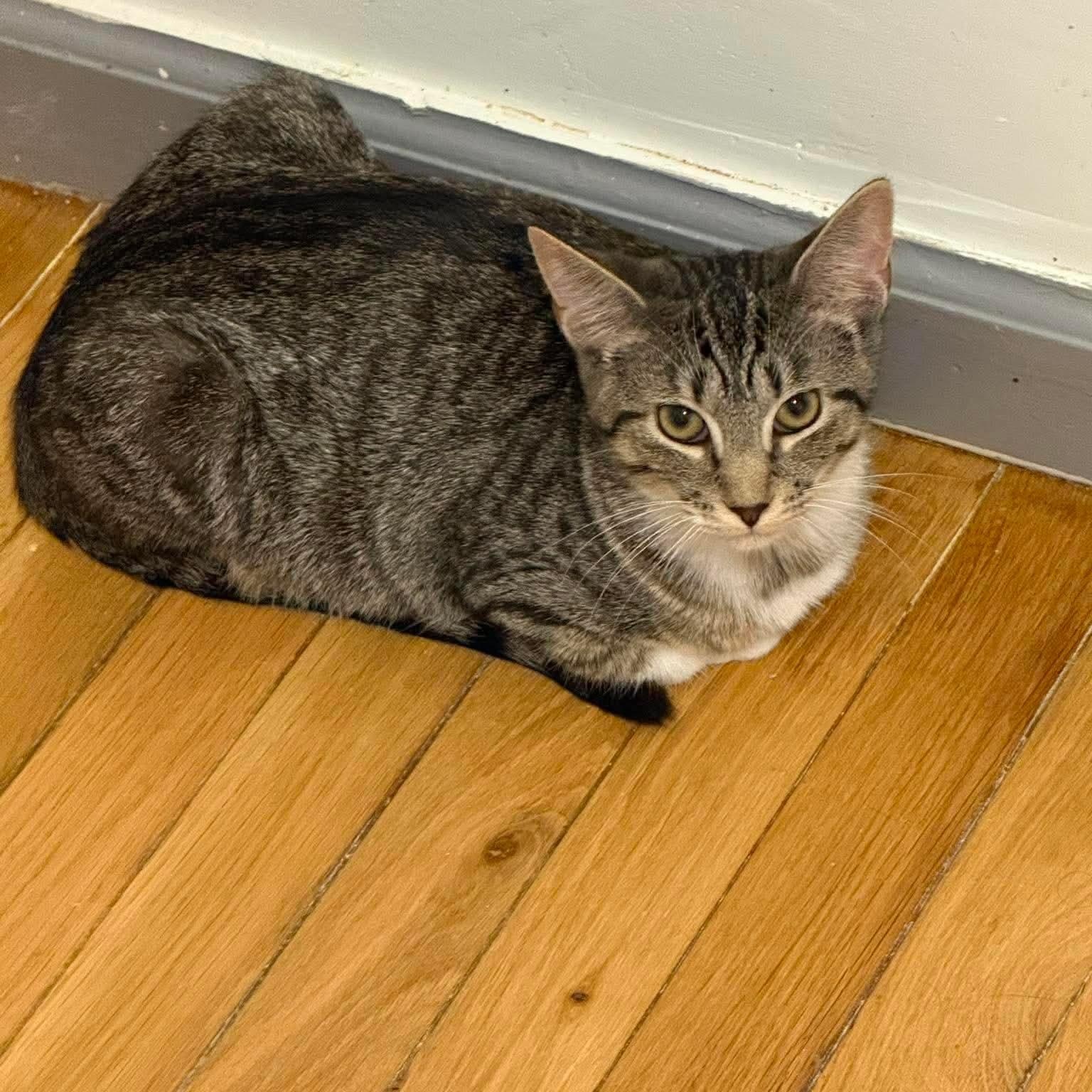 Enlarge Firefly, a Adoptable Domestic Short Hair in Fort Oglethorpe, GA image 1/2