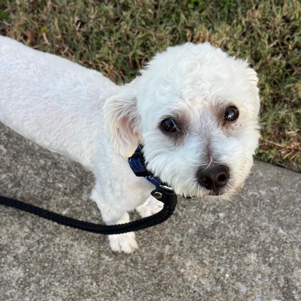 Enlarge SnowCone, a Adoptable Poodle (Toy) in St. Peters, MO image 1/4