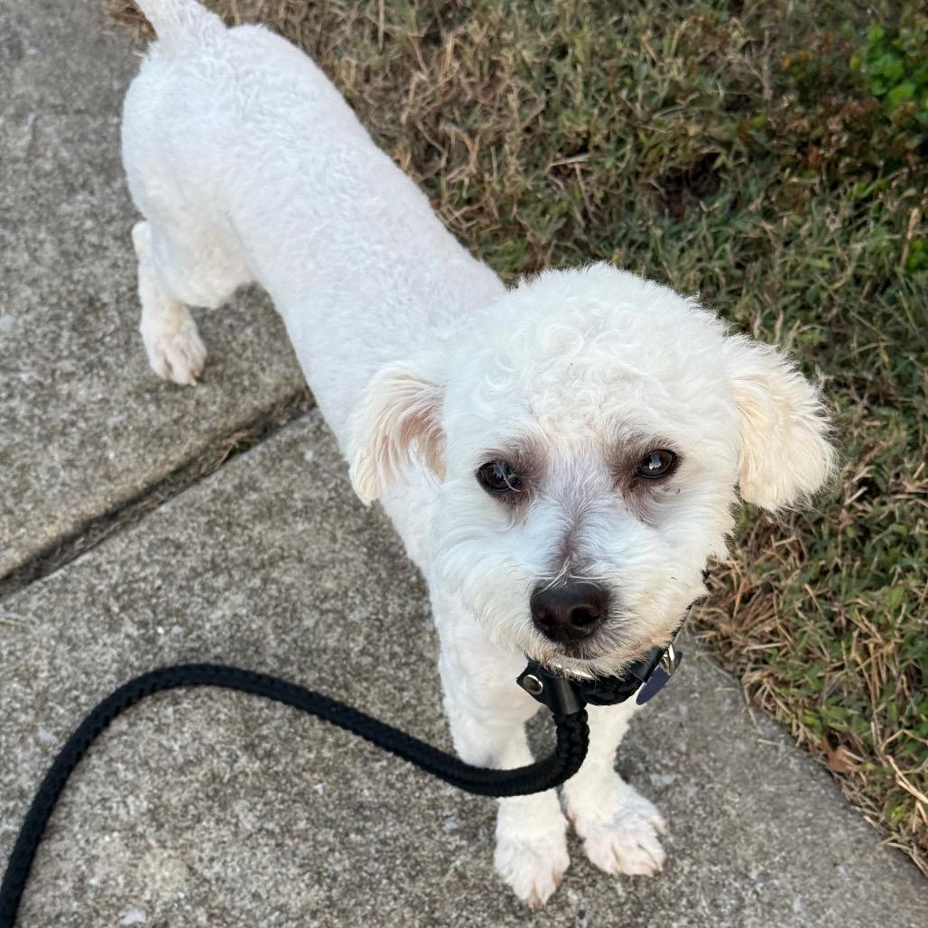 Enlarge SnowCone, a Adoptable Poodle (Toy) in St. Peters, MO image 2/4