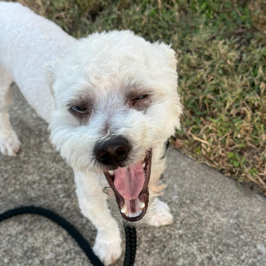 Enlarge SnowCone, a Adoptable Poodle (Toy) in St. Peters, MO image 3/4