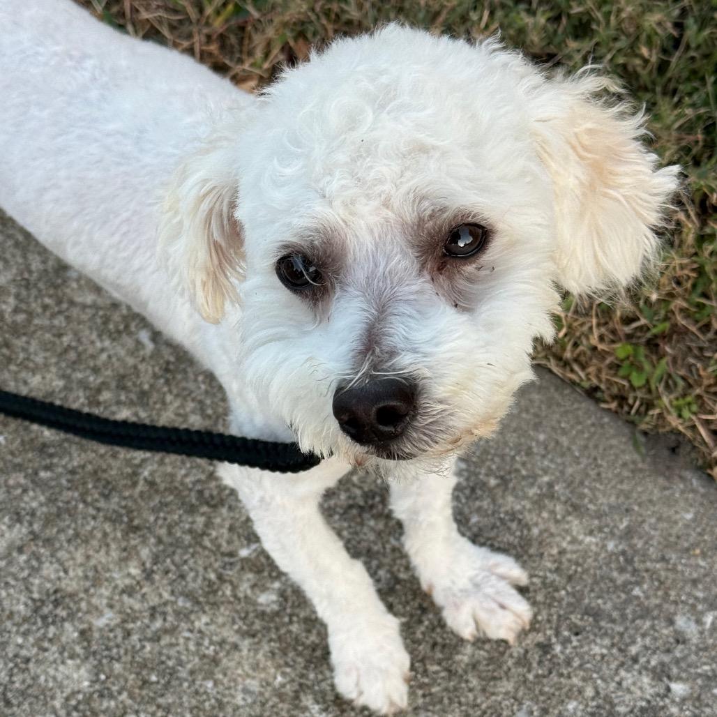 Enlarge SnowCone, a Adoptable Poodle (Toy) in St. Peters, MO image 4/4