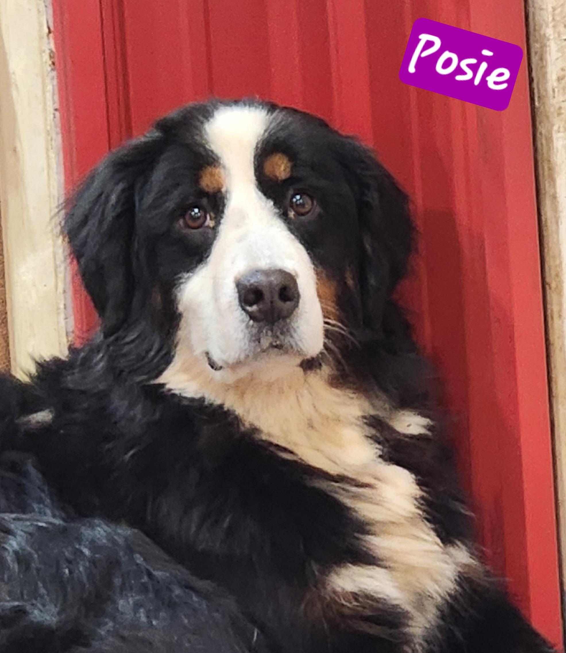 Posie thumbnail 5