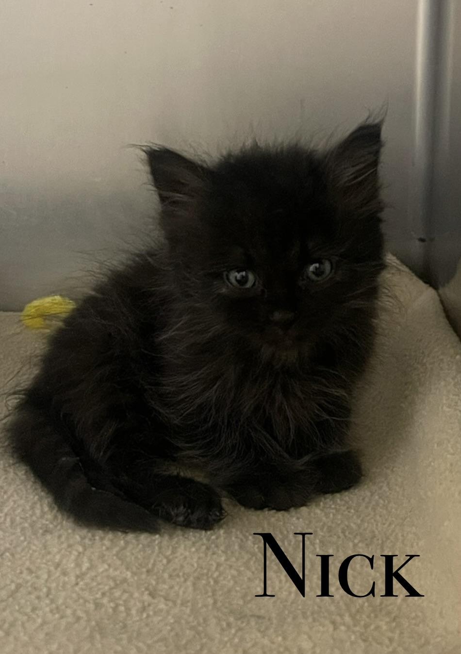 KITTENS, a ADOPTABLE Domestic Short Hair in Craig, CO image 4/6