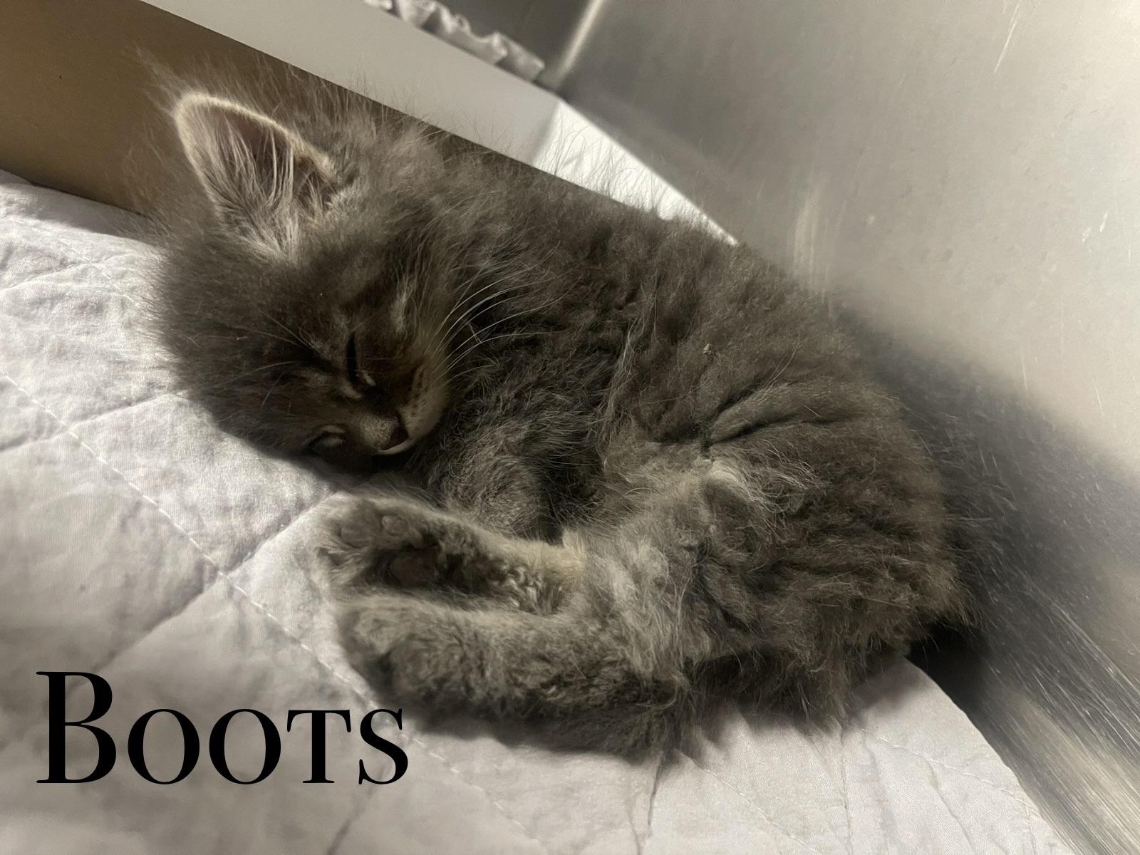 KITTENS, a ADOPTABLE Domestic Short Hair in Craig, CO image 1/6
