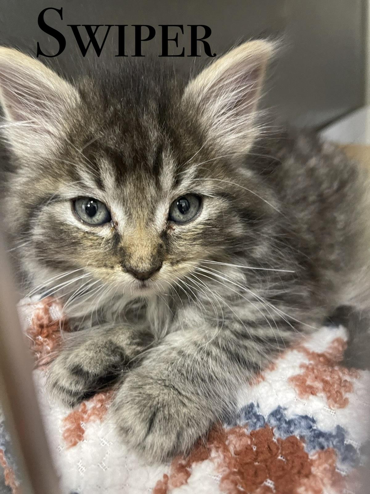 KITTENS, a ADOPTABLE Domestic Short Hair in Craig, CO image 6/6