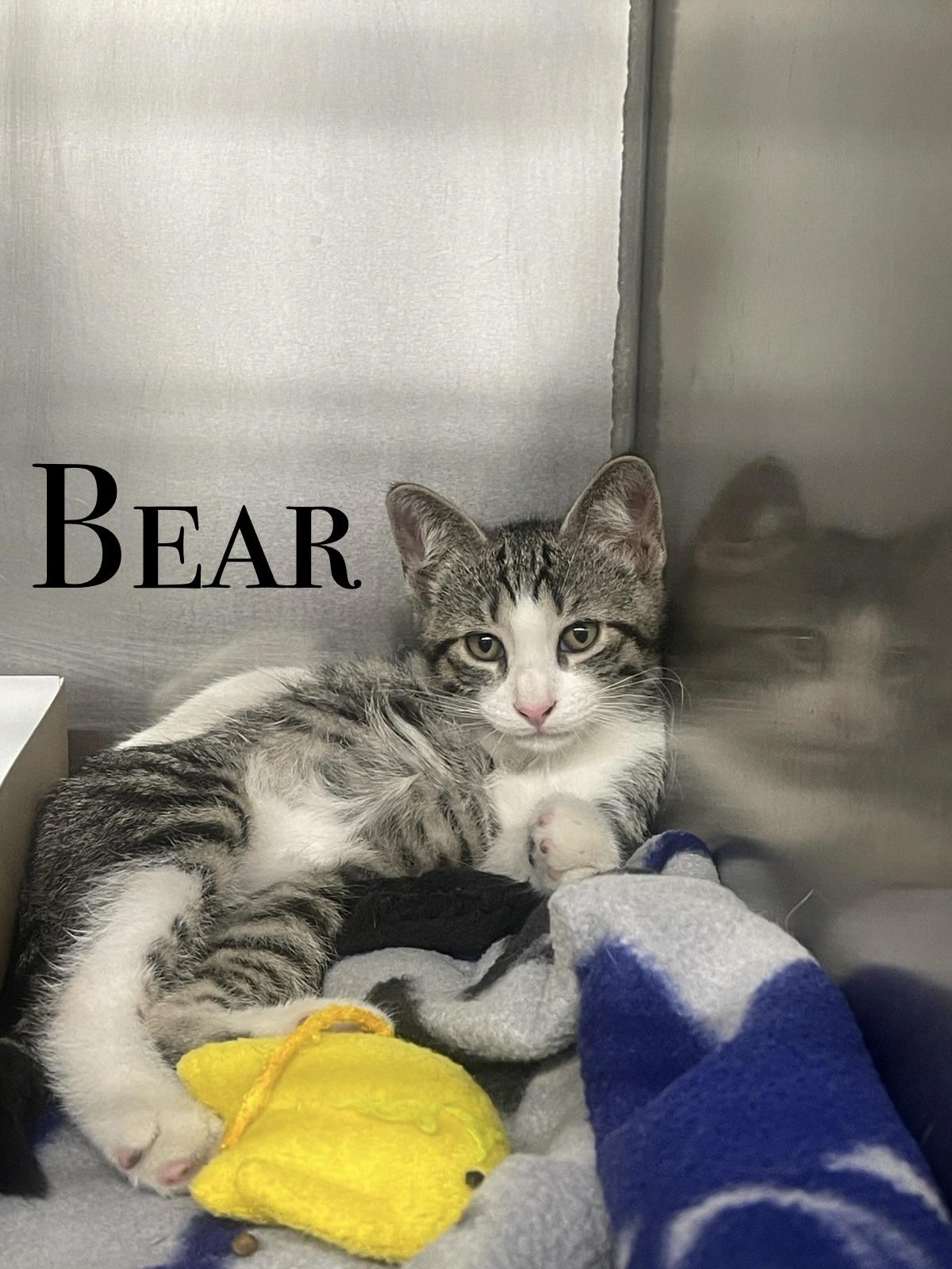 KITTENS, a ADOPTABLE Domestic Short Hair in Craig, CO image 2/6