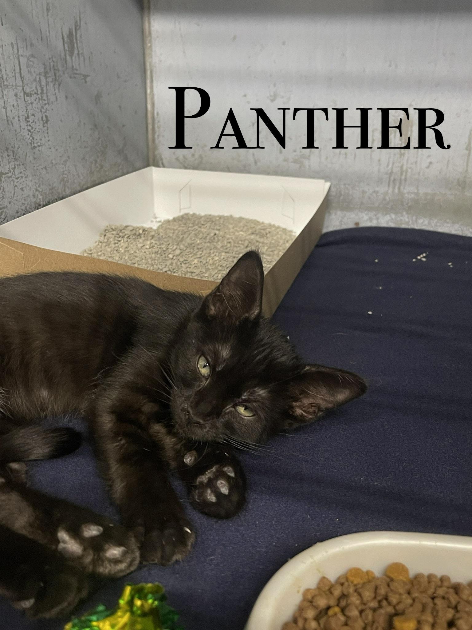 KITTENS, a ADOPTABLE Domestic Short Hair in Craig, CO image 5/6