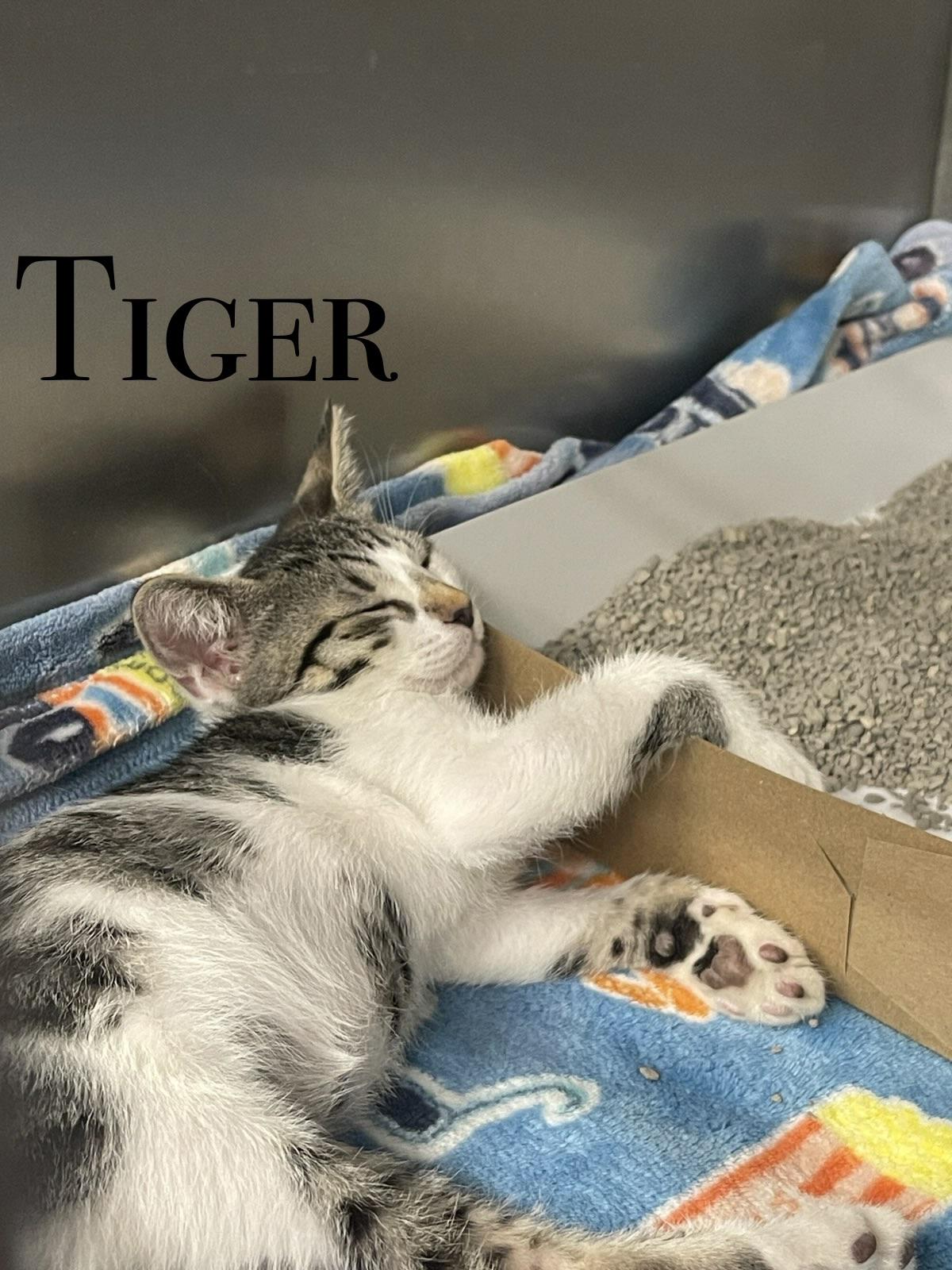 KITTENS, ADOPTABLE, Kitten Female Domestic Short Hair.