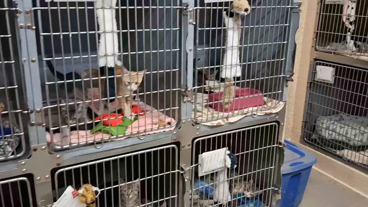 Enlarge KITTENS, a ADOPTABLE Domestic Short Hair in Craig, CO video 2/2