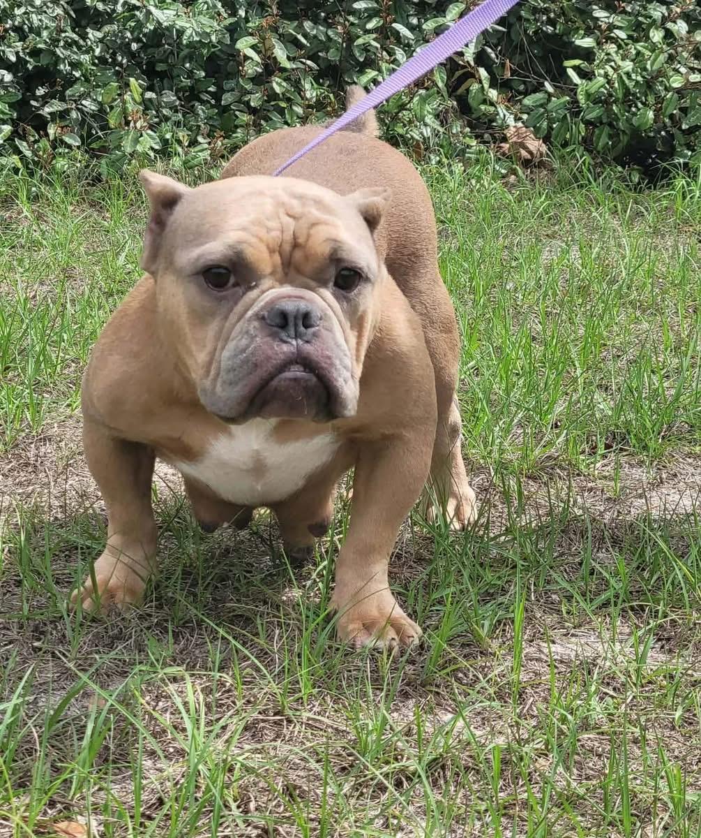 Nori, a ADOPTABLE Bulldog in Lutz, FL image 1/2