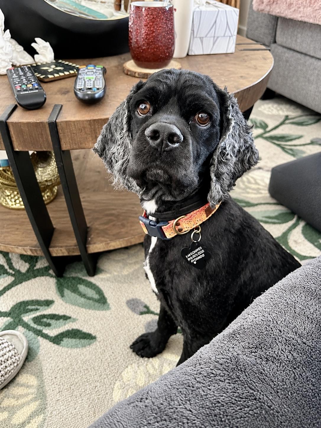 Enlarge Scooby, a Adoptable Cocker Spaniel in South Lyon, MI image 3/5