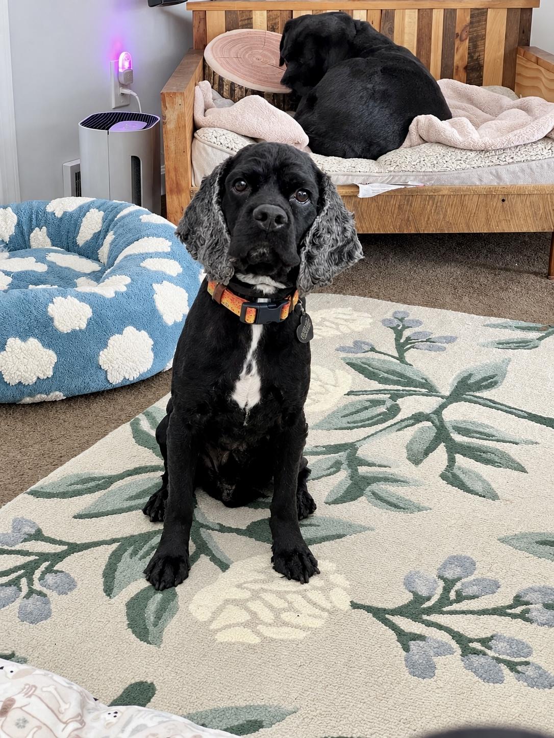 Enlarge Scooby, a Adoptable Cocker Spaniel in South Lyon, MI image 4/5