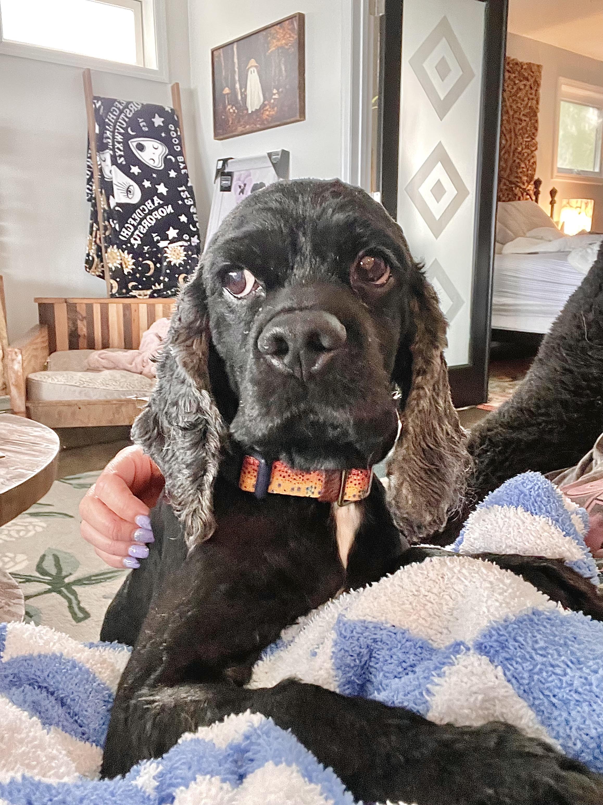 Enlarge Scooby, a Adoptable Cocker Spaniel in South Lyon, MI image 2/5