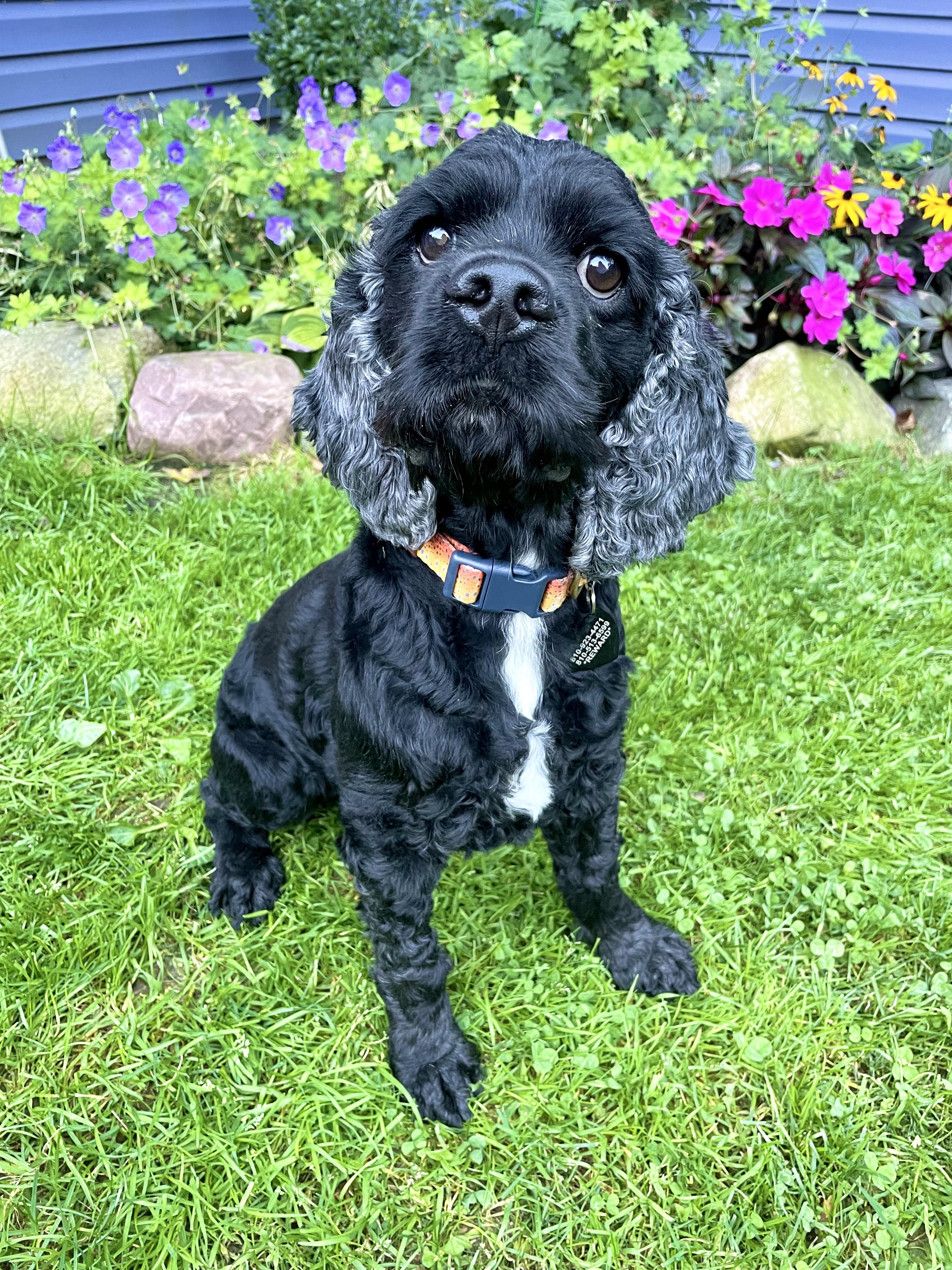 Enlarge Scooby, a Adoptable Cocker Spaniel in South Lyon, MI image 1/5