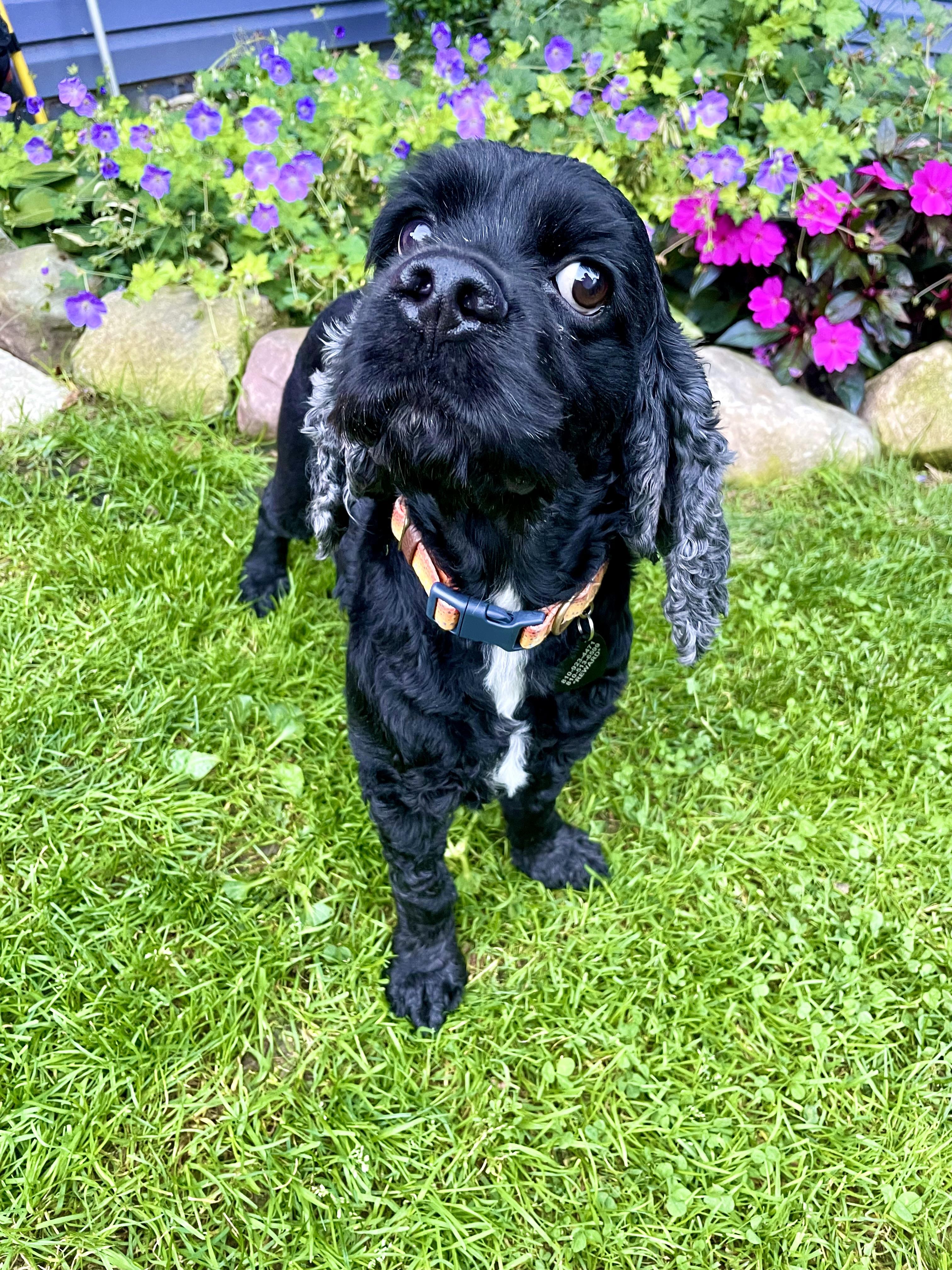 Enlarge Scooby, a Adoptable Cocker Spaniel in South Lyon, MI image 5/5