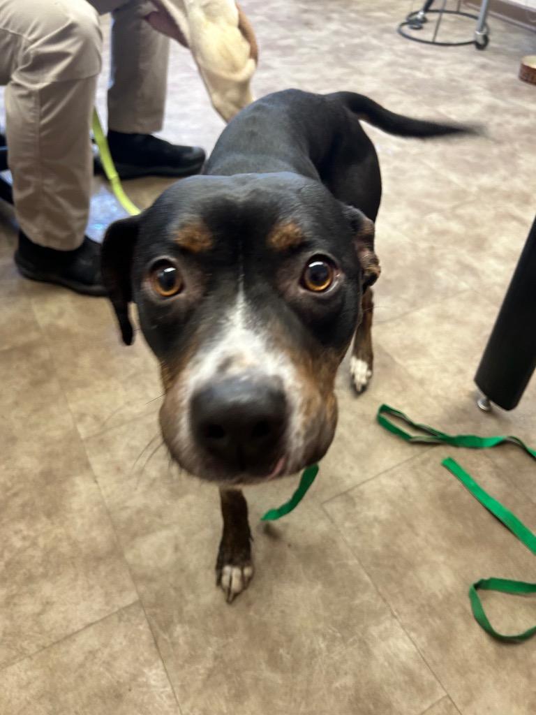 Precious, Adoptable, Young Female Mixed Breed.