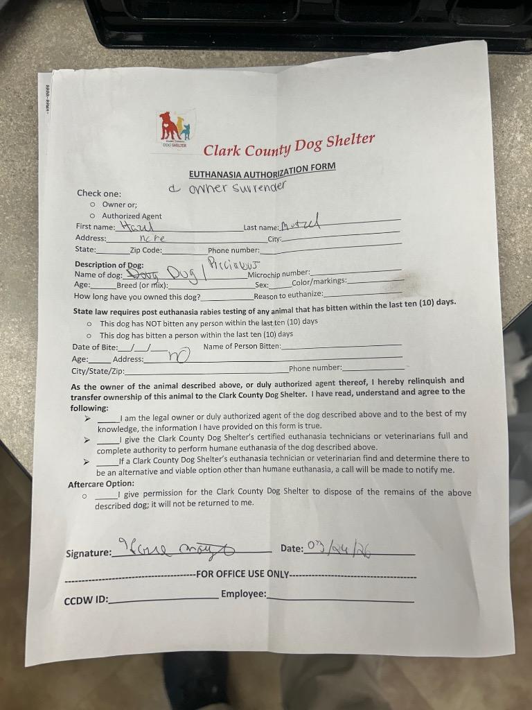 Enlarge Precious, a Adoptable mixed breed in Springfield, OH image 2/2