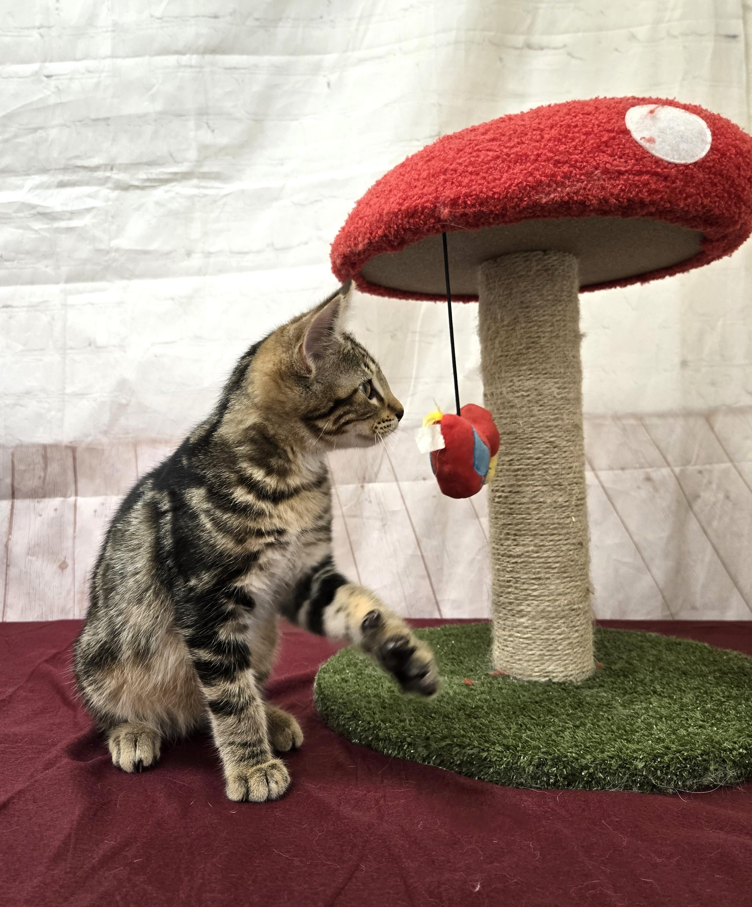 Enlarge Hyena, a Adoptable Domestic Short Hair in Red Wing, MN image 3/3