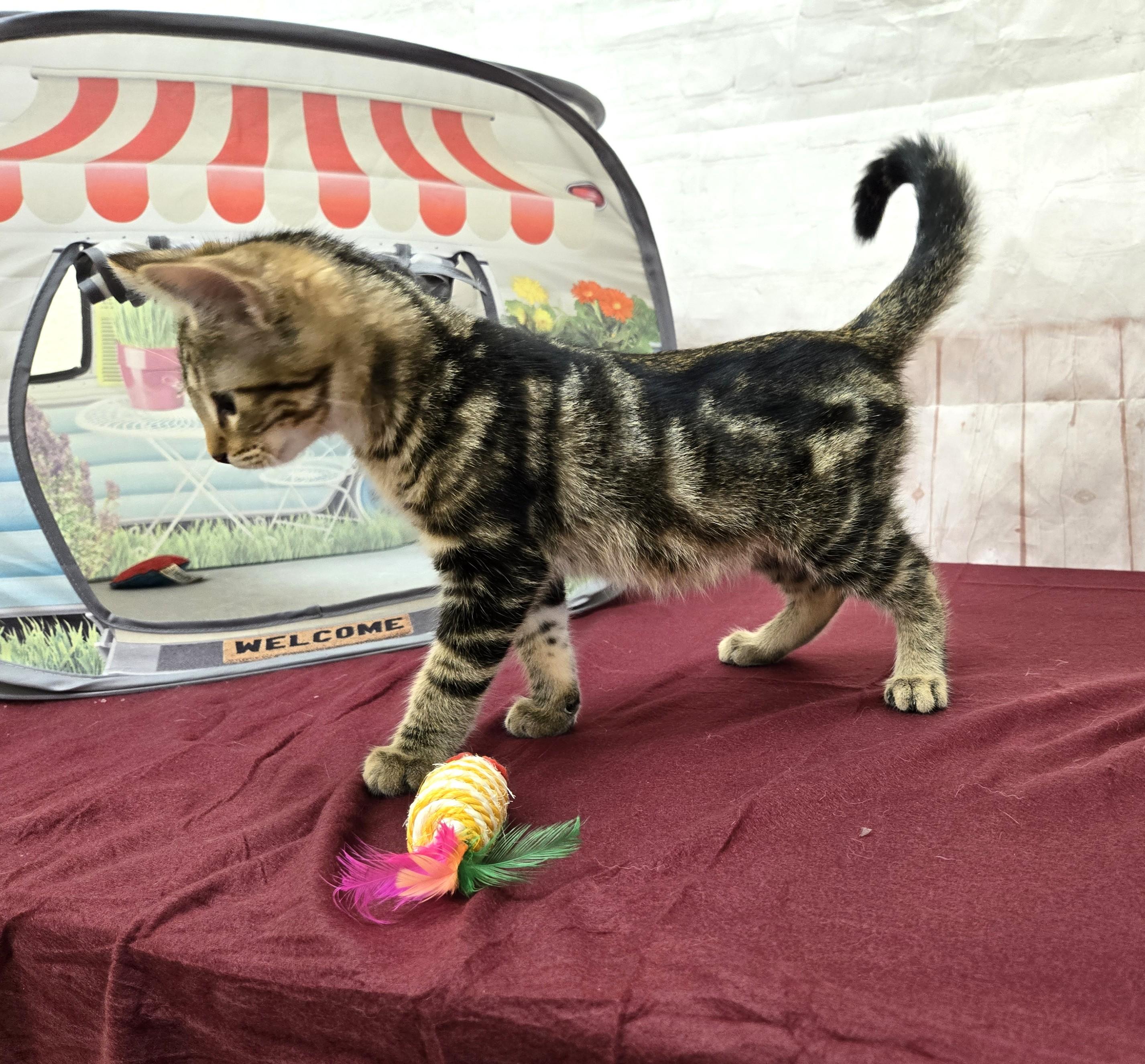 Enlarge Hyena, a Adoptable Domestic Short Hair in Red Wing, MN image 2/3