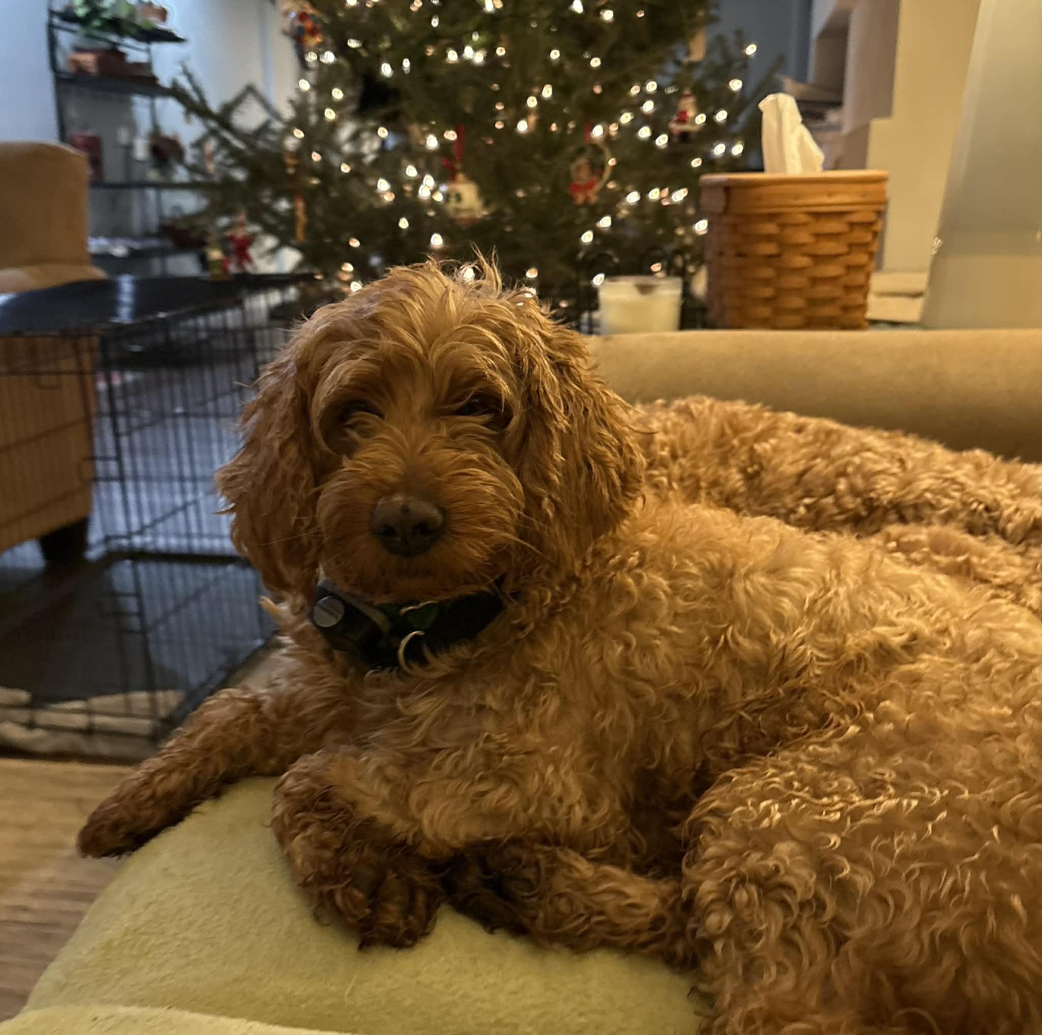 Missy, a ADOPTABLE Goldendoodle in Brunswick, ME image 1/3