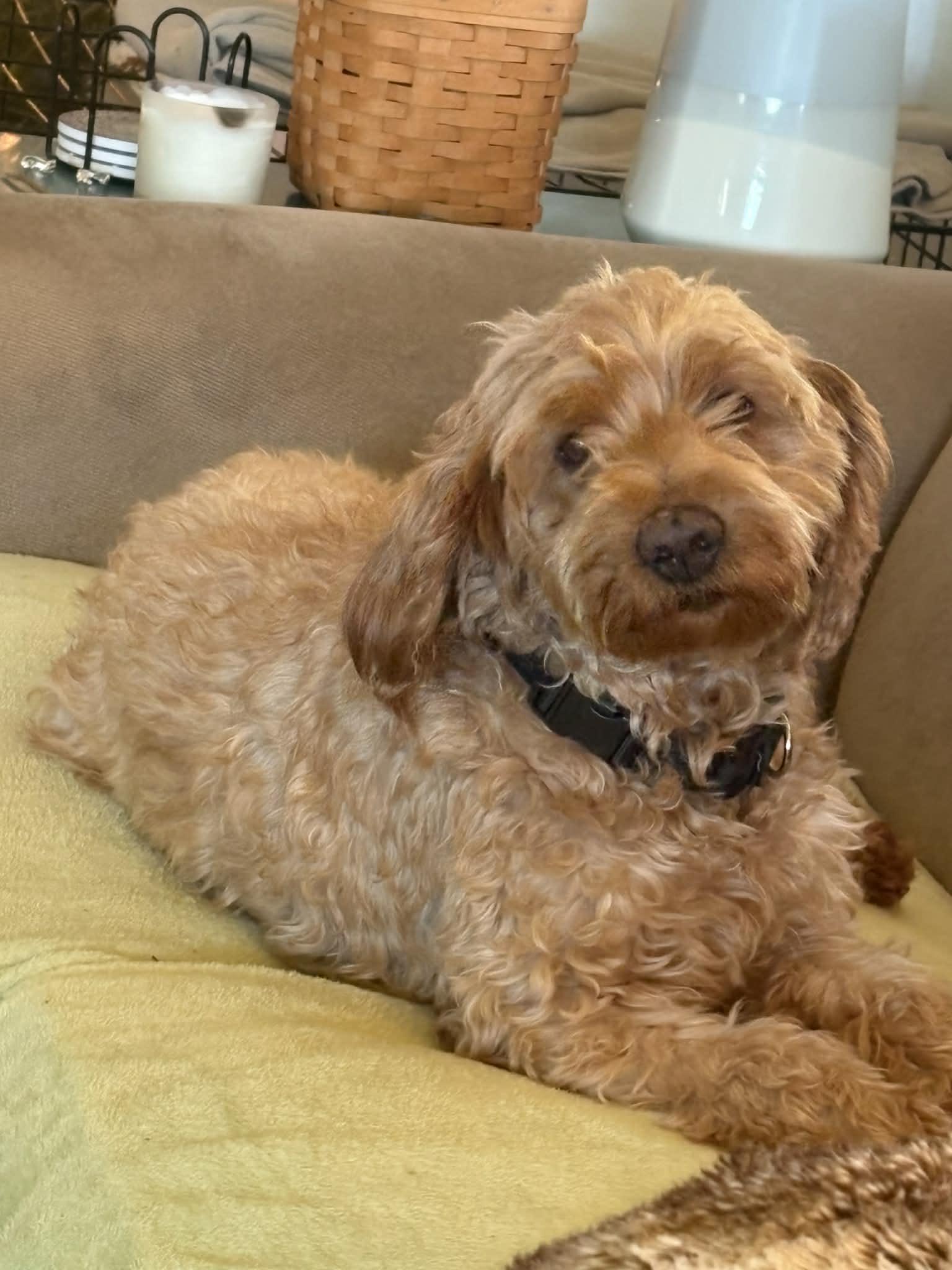 Missy, a ADOPTABLE Goldendoodle in Brunswick, ME image 2/3