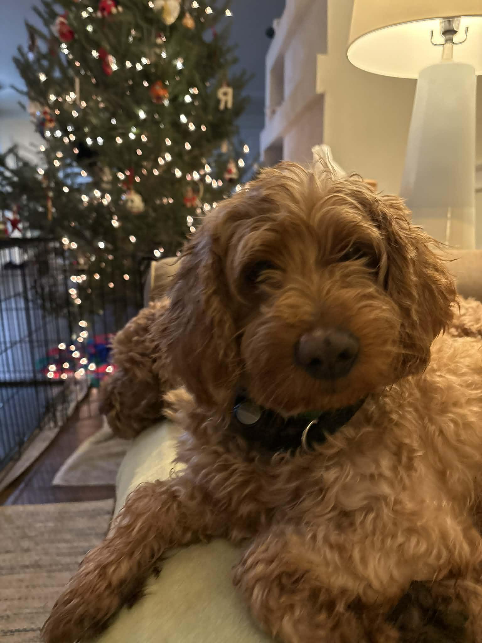 Missy, a ADOPTABLE Goldendoodle in Brunswick, ME image 3/3