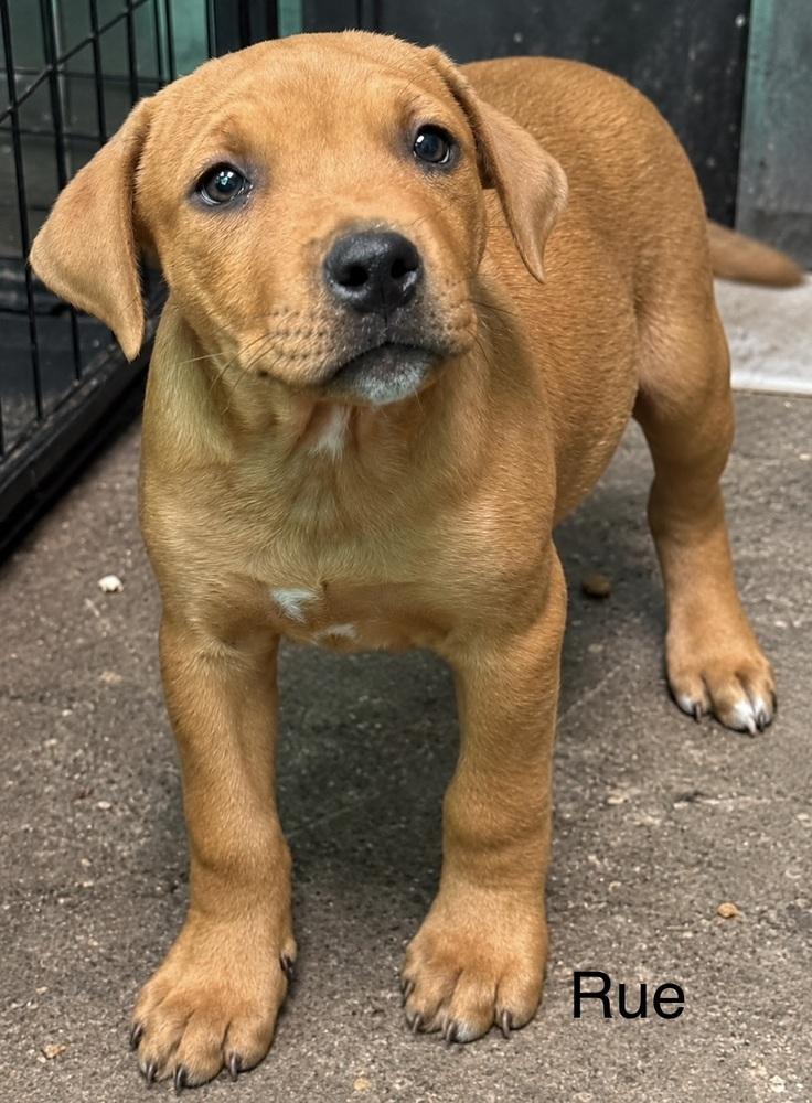 Rue (Seven Wonders 2026), Adoptable, Puppy Male Pit Bull Terrier & Mixed Breed.