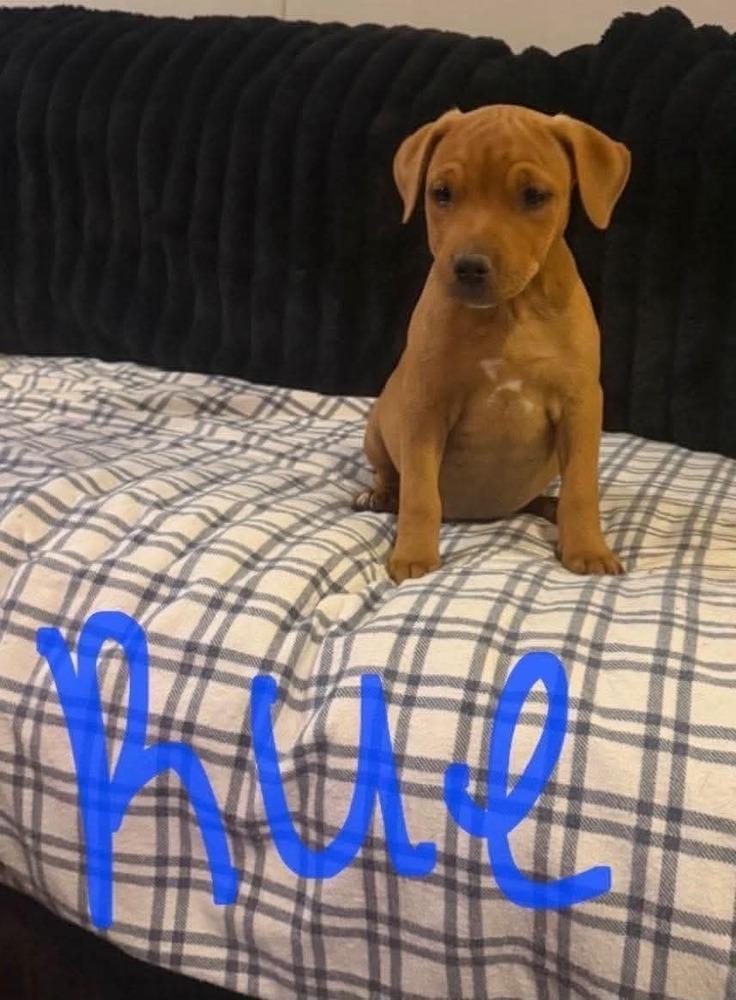 Enlarge Rue (Seven Wonders 2026), a Adoptable mixed breed in Wenonah, NJ image 2/2
