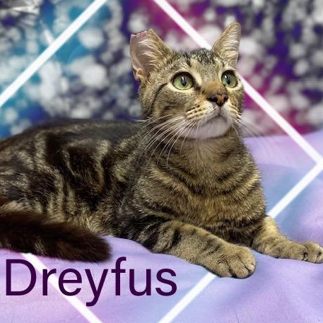 Dreyfus, a Adoptable Tabby in Charlotte, NC image 1/6