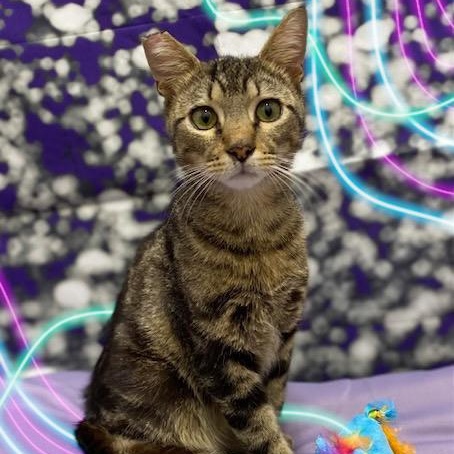 Dreyfus, a Adoptable Tabby in Charlotte, NC image 2/6
