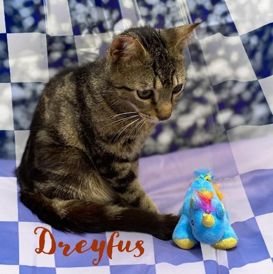 Dreyfus, a Adoptable Tabby in Charlotte, NC image 3/6