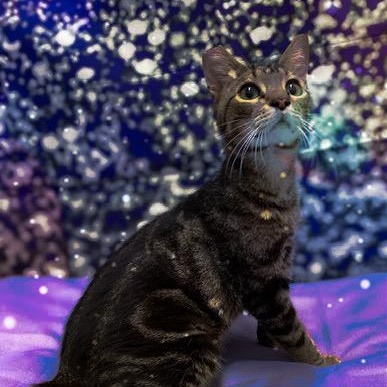 Dreyfus, a Adoptable Tabby in Charlotte, NC image 4/6