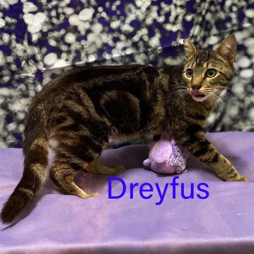 Dreyfus, a Adoptable Tabby in Charlotte, NC image 5/6