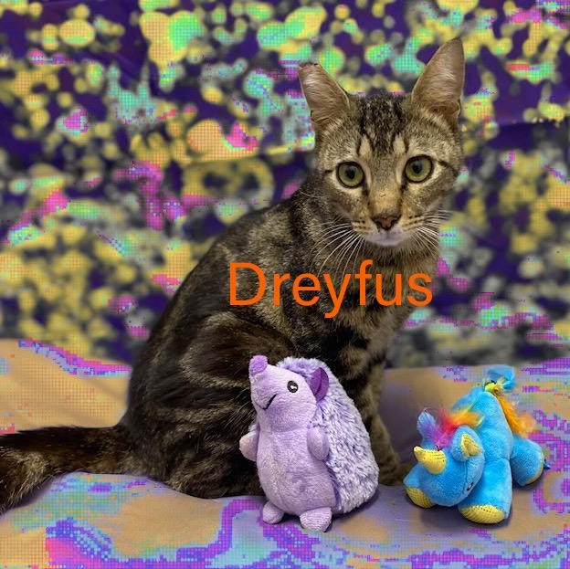 Dreyfus, a Adoptable Tabby in Charlotte, NC image 6/6