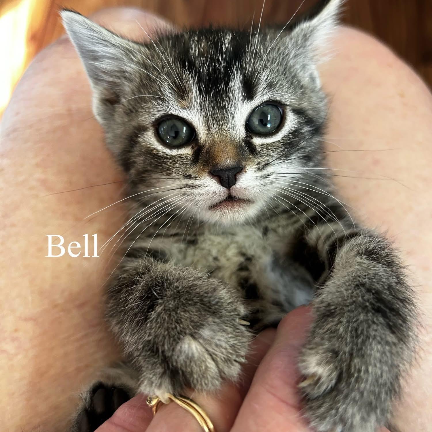 Belle