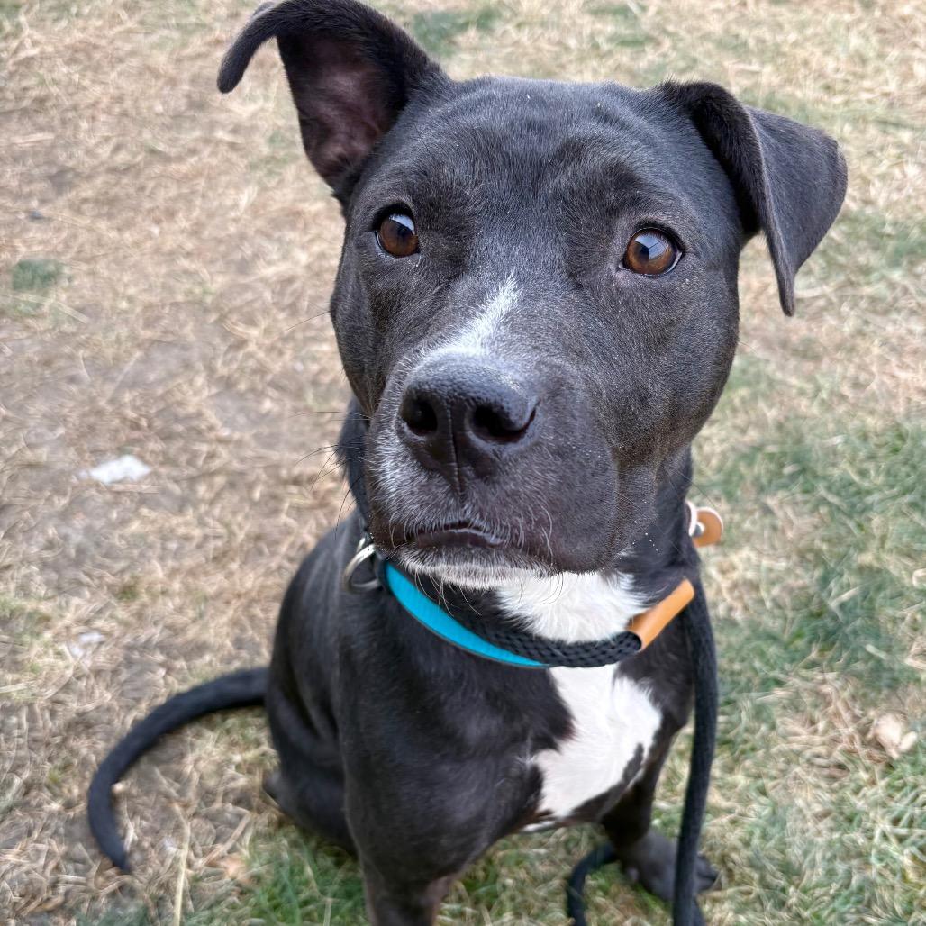 Enlarge Zela, a Adoptable mixed breed in St Joseph, MO image 2/3