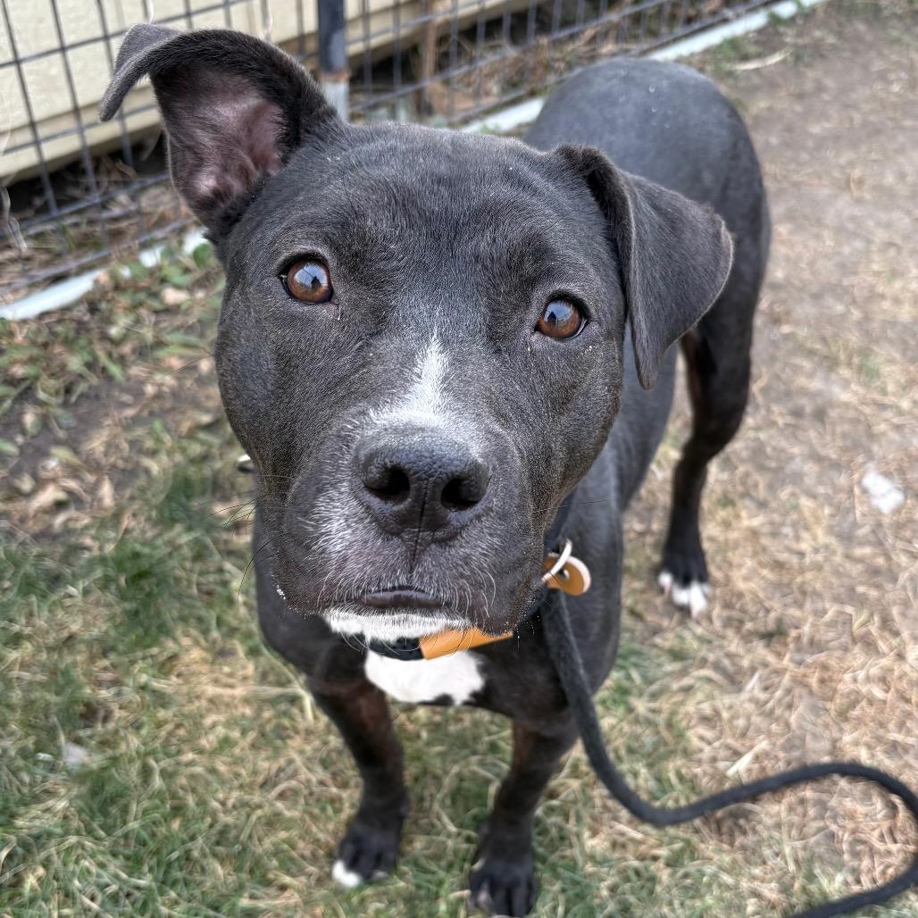 Enlarge Zela, a Adoptable mixed breed in St Joseph, MO image 3/3