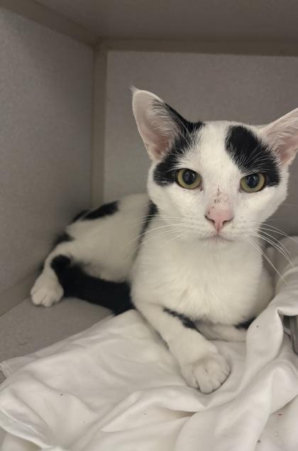 Mancha, Adoptable, Adult Male Domestic Short Hair & Domestic Short Hair.