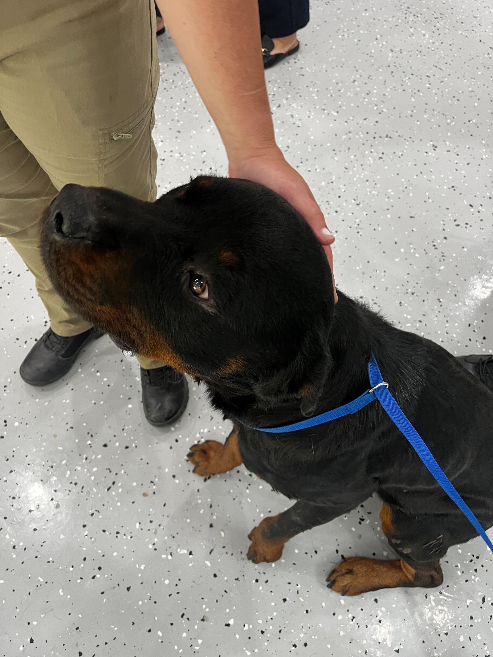 Warren, a Adoptable Rottweiler in Hillsboro, NH image 1/3