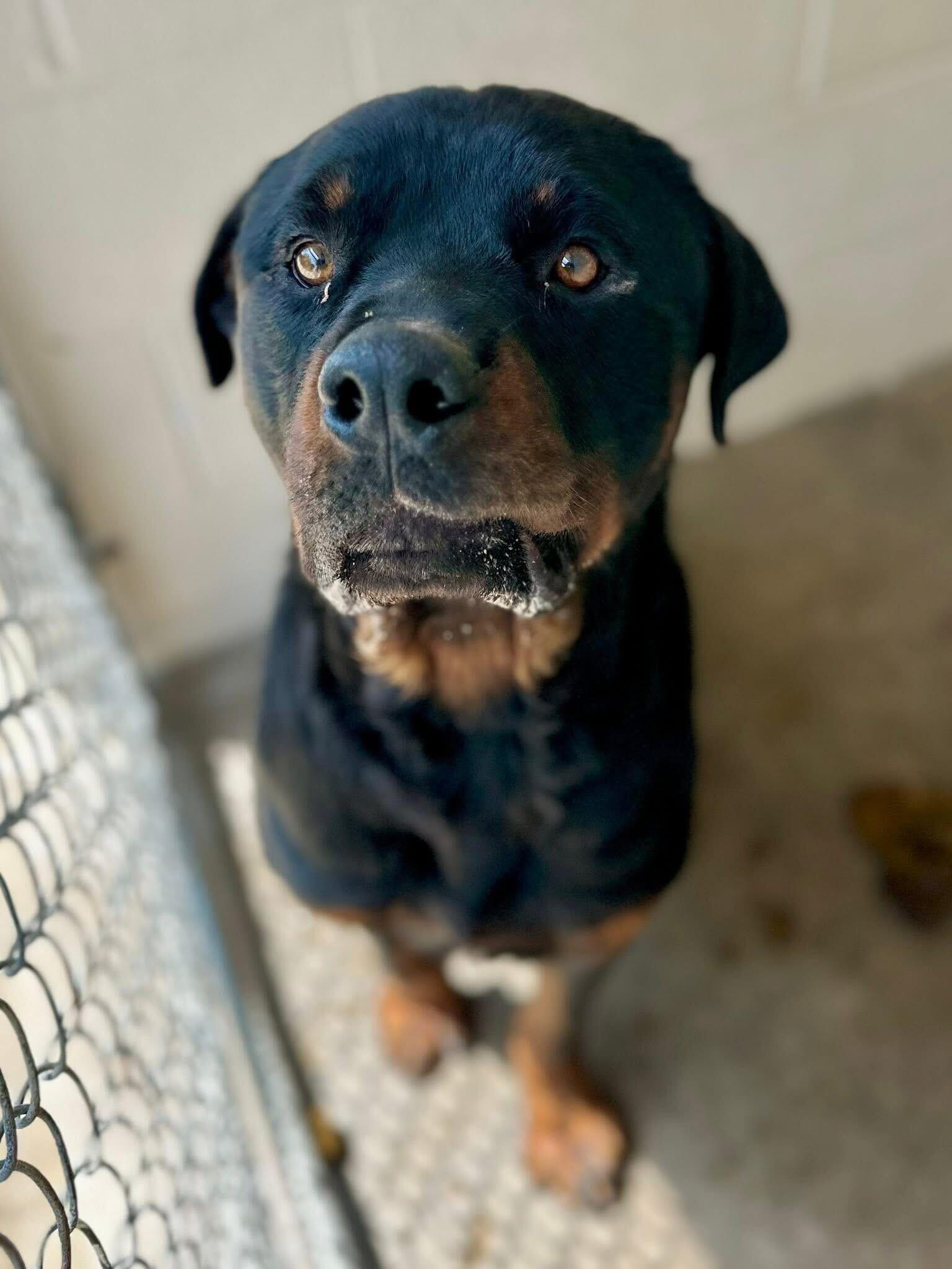 Warren, a Adoptable Rottweiler in Hillsboro, NH image 2/3