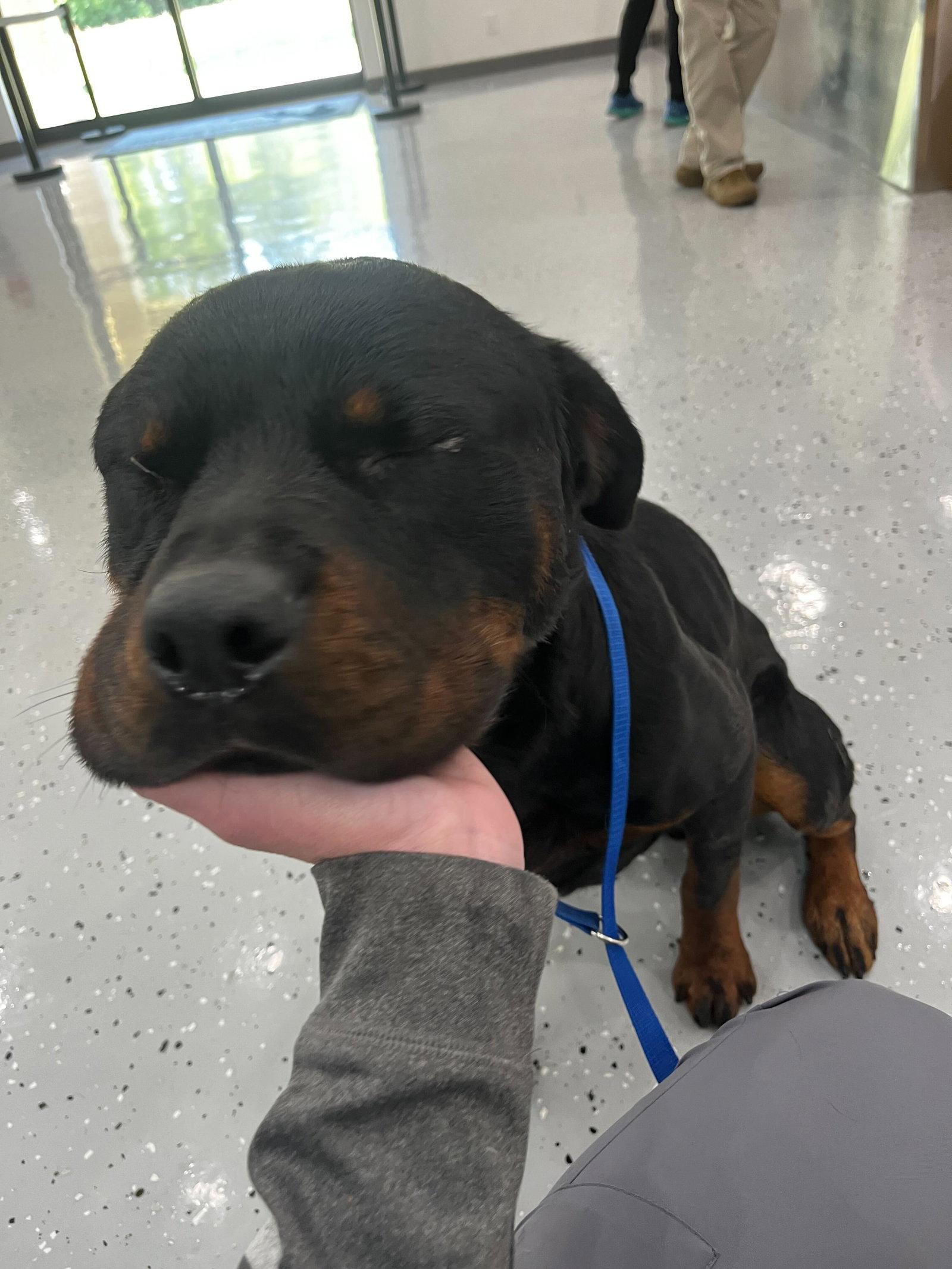 Warren, a Adoptable Rottweiler in Hillsboro, NH image 3/3