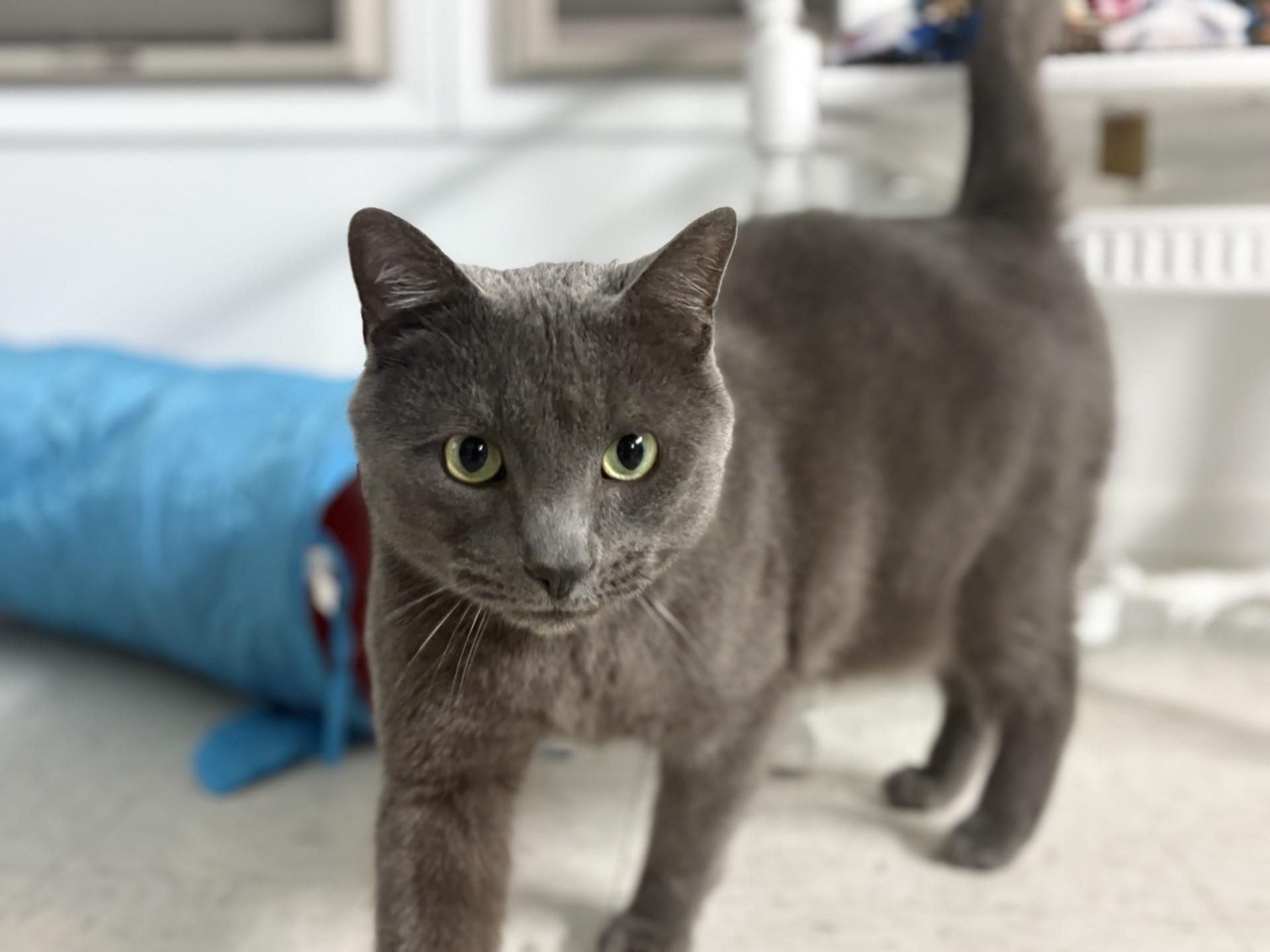 Enlarge Tubbs, a ADOPTABLE mixed breed in Grosse Ile, MI image 2/3