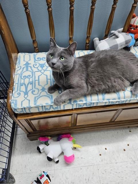 Enlarge Tubbs, a ADOPTABLE mixed breed in Grosse Ile, MI image 3/3