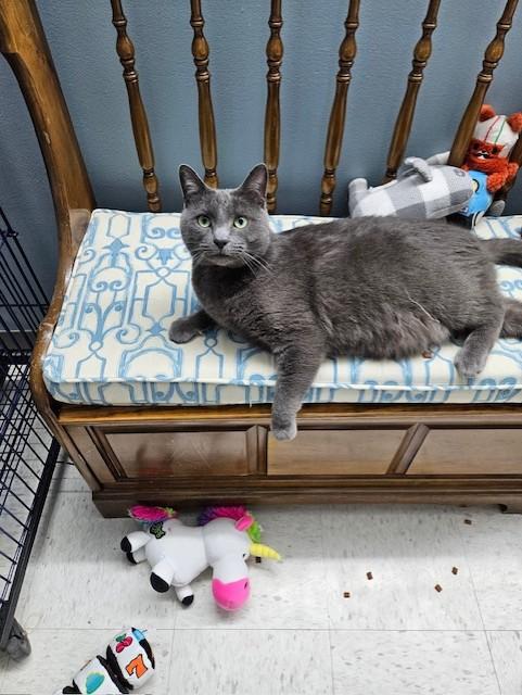 Tubbs, ADOPTABLE, Adult Male Domestic Short Hair.